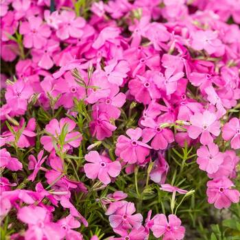 Флокс Phlox subulate ‘Daniels Cushion’